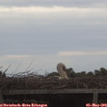19_30-mast.jpg