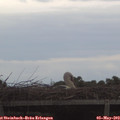 19_35-mast.jpg