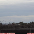 19_40-mast.jpg