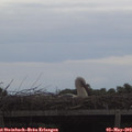 19_45-mast.jpg