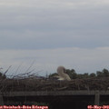 19_50-mast.jpg
