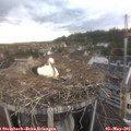 19_50-nest.jpg