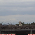 19_55-mast.jpg