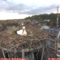 19_55-nest.jpg