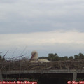 20_05-mast.jpg