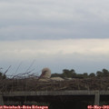 20_10-mast.jpg