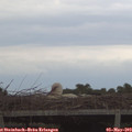 20_15-mast.jpg