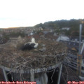 20_15-nest.jpg