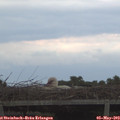 20_20-mast.jpg