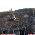 20_25-nest.jpg
