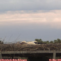 20_35-mast.jpg