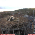 20_40-nest.jpg