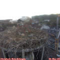 05_55-nest.jpg