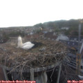06_05-nest.jpg