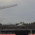 06_10-mast.jpg