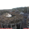 06_10-nest.jpg