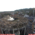 06_20-nest.jpg