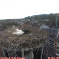 06_25-nest.jpg