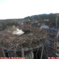 06_40-nest.jpg