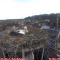 06_55-nest.jpg