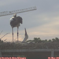 07_20-mast.jpg