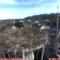 07_25-nest.jpg