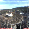 07_35-nest.jpg