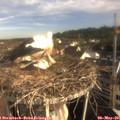 08_10-nest.jpg
