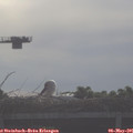 08_15-mast.jpg