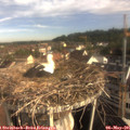 08_15-nest.jpg