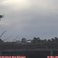 08_25-mast.jpg