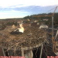 08_35-nest.jpg