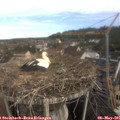 08_40-nest.jpg
