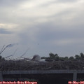 08_45-mast.jpg