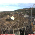 08_45-nest.jpg