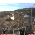 08_50-nest.jpg