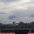 08_55-mast.jpg