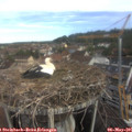 08_55-nest.jpg