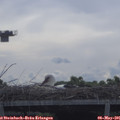 09_10-mast.jpg