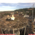 09_10-nest.jpg