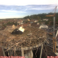 09_20-nest.jpg