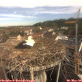 09_25-nest.jpg