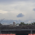 09_30-mast.jpg