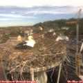 09_30-nest.jpg