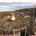 09_35-nest.jpg