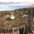 09_40-nest.jpg