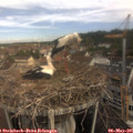 09_45-nest.jpg