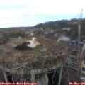 09_50-nest.jpg