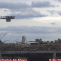 10_00-mast.jpg
