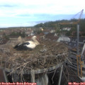 10_00-nest.jpg